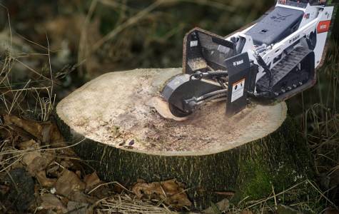 Phương pháp xử lý gốc cây thừa trên mặt đất